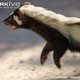 Illustration for article titled Monday Mustelid - Ictonyx striatus Edition